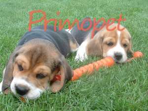 Vand puiuti rasa Beagle