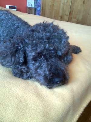 Caut femela caniche pentru monta
