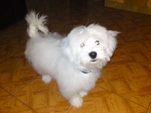 Imperchere bichon-mascul