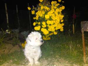 Imperchere bichon-mascul