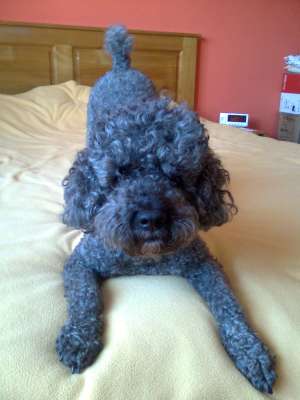 Caut femela caniche pentru monta