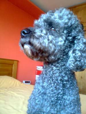 Caut femela caniche pentru monta