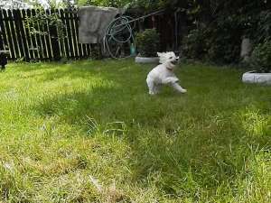Caut baietel bichon alb