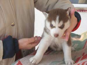 VAND HUSKY
