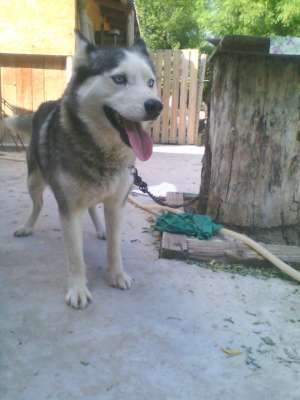 VAND HUSKY