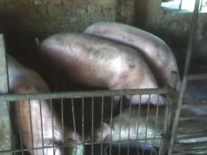 vand 3 porci 150-200kg-de carne, negociabil