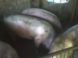 vand 3 porci 150-200kg-de carne, negociabil