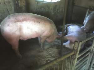 vand 3 porci 150-200kg-de carne, negociabil