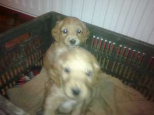 Vand pui cocker spaniel