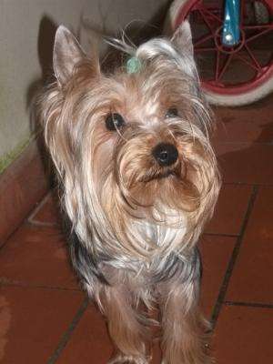 caut mascul yorkshire terrier toy pentru monta