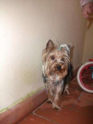 caut mascul yorkshire terrier toy pentru monta