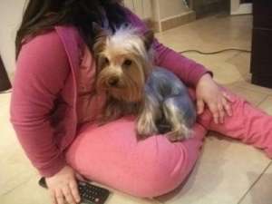 caut mascul yorkshire terrier toy pentru monta