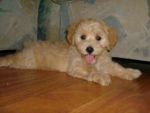 Vand Bichon Havanese
