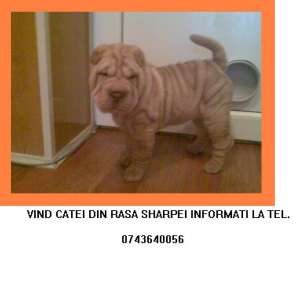 vind shar-pei