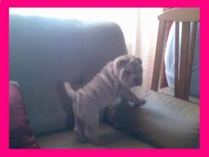 vind shar-pei