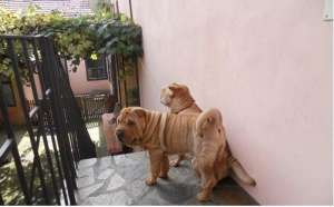 vind shar-pei