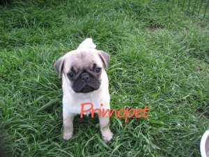 Vand puiuti rasa Mops