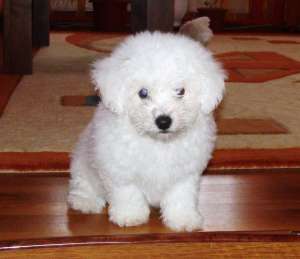 puii Bichon Frise