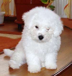 puii Bichon Frise