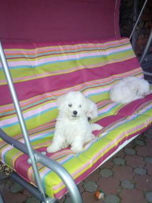 puii Bichon Frise