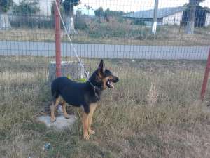 Monta Ciobanesc German
