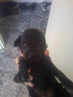 SUPER OFERTA PUI CANICHE DE VANZARE LA UN PRET EXCEPTIONAL