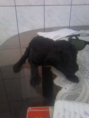SUPER OFERTA PUI CANICHE DE VANZARE LA UN PRET EXCEPTIONAL
