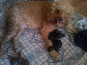 SUPER OFERTA PUI CANICHE DE VANZARE LA UN PRET EXCEPTIONAL