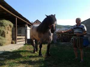 VAND IAPA ARDENEZA