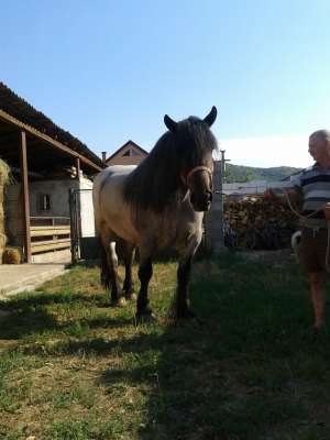 VAND IAPA ARDENEZA