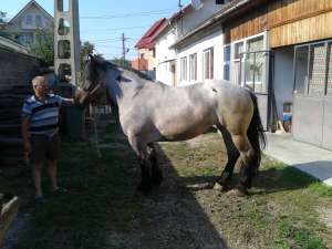 VAND IAPA ARDENEZA