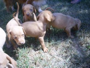 vand vizsla