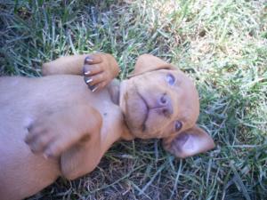 vand vizsla