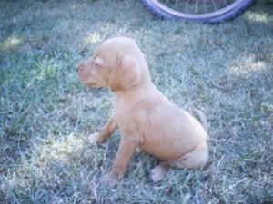 vand vizsla