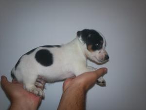 vand jack russel terrier