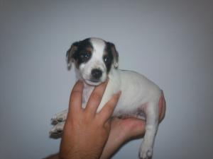 vand jack russel terrier