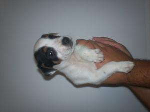 vand jack russel terrier