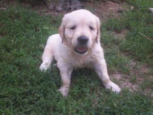 vand golden retriever