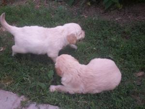 vand golden retriever