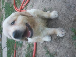 vand golden retriever