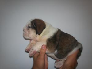 vand bulldog englez