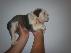 vand bulldog englez