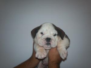 vand bulldog englez