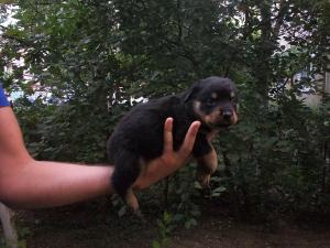 vand rottweiler