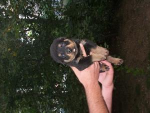 vand rottweiler