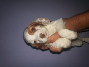 vand american coker spaniel