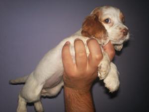 vand american coker spaniel