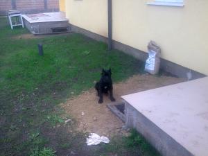 de vanzare pui cane corso cu pedigree,  microcip din parinti cu rezultate excelente