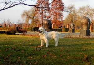 Monta mascul Golden Retriever - Bucuresti/Ilfov