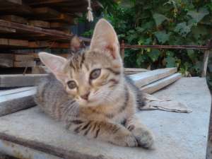 Pisoi spre donatie